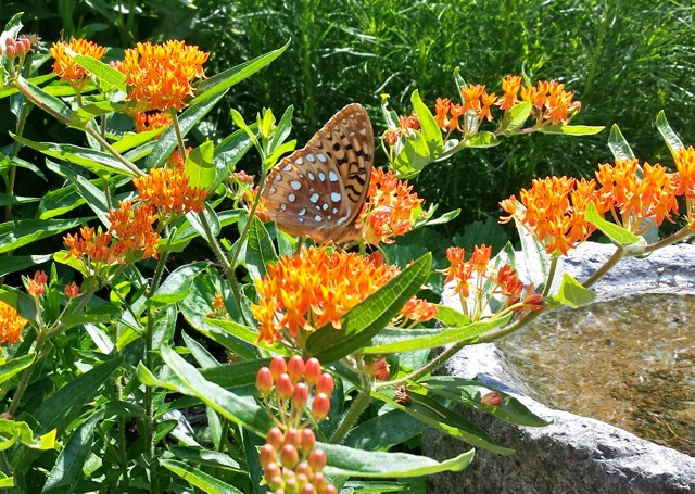 butterflygarden